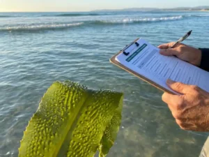 Seaweed stalk with detailed texture, clipboard in hand with checklist, ocean waves in sunlight, symbolizing strategy and management.
